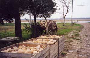 Collocazione delle verdure per la vendita